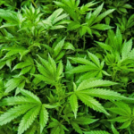 Liberação da cannabis pode gerar 328 mil empregos no Brasil Liberação da cannabis pode gerar 328 mil empregos no Brasil