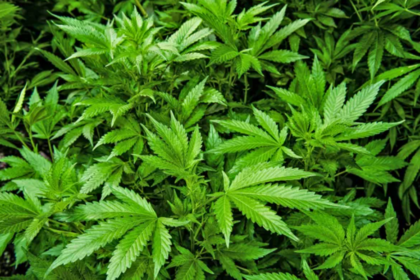 Liberação da cannabis pode gerar 328 mil empregos no Brasil Liberação da cannabis pode gerar 328 mil empregos no Brasil