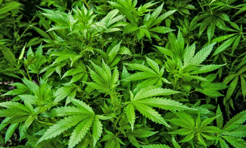Liberação da cannabis pode gerar 328 mil empregos no Brasil Liberação da cannabis pode gerar 328 mil empregos no Brasil