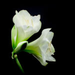 Nota de Falecimento Nota de Falecimento