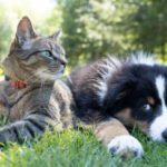 Cães e gatos domésticos poderão ter carteira de identidade a partir de 2025 Cães e gatos domésticos poderão ter carteira de identidade a partir de 2025