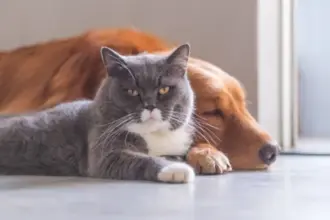 Sancionada Lei que irá criar Cadastro Nacional de Animais Domésticos