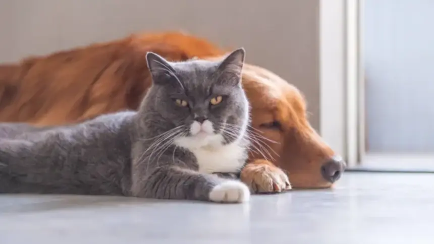 Sancionada Lei que irá criar Cadastro Nacional de Animais Domésticos