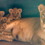 Zoológico de São Paulo ganha quatro filhotes de leão