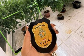 PCGO identifica plantação de maconha em imóvel de Caldas Novas e prende suspeito em flagrante por tráfico de drogas
