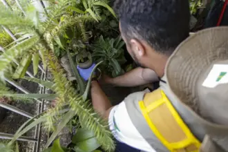 Dengue: confira recomendações do MS aos gestores estaduais e municipais de saúde Dengue: confira recomendações do MS aos gestores estaduais e municipais de saúde