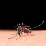 Dengue: ressurgimento do sorotipo 3 pode agravar surtos da doença no país Dengue: ressurgimento do sorotipo 3 pode agravar surtos da doença no país