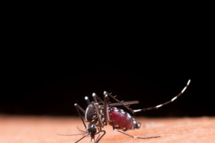 Dengue: ressurgimento do sorotipo 3 pode agravar surtos da doença no país