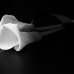 Nota de Falecimento Nota de Falecimento