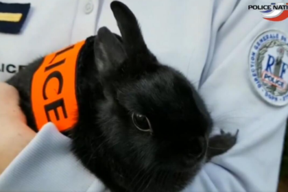 Homem é preso no Japão por chutar um coelho, e caso gera repercussão