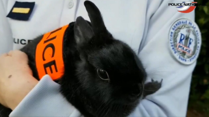 Homem é preso no Japão por chutar um coelho, e caso gera repercussão