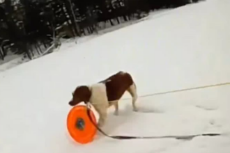 Tutor e cachorro resgatados de lago congelado nos EUA emocionam o mundo Tutor e cachorro resgatados de lago congelado nos EUA emocionam o mundo