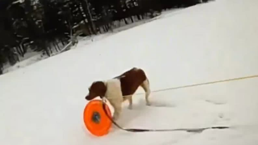 Tutor e cachorro resgatados de lago congelado nos EUA emocionam o mundo Tutor e cachorro resgatados de lago congelado nos EUA emocionam o mundo