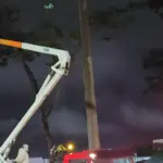 Bombeiros retiram colmeia de abelhas na praça Dimas Carrilho após ataques a frequentadores