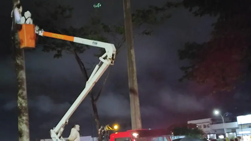 Bombeiros retiram colmeia de abelhas na praça Dimas Carrilho após ataques a frequentadores Bombeiros retiram colmeia de abelhas na praça Dimas Carrilho após ataques a frequentadores