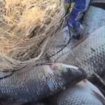 Bacia Hidrográfica do Rio Araguaia: período de defeso termina em 28 de fevereiro