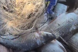 Bacia Hidrográfica do Rio Araguaia: período de defeso termina em 28 de fevereiro