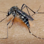 Casos de Dengue em Alta: São Paulo Recomenda Situação de Emergência para Combate