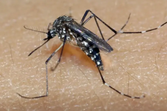 Casos de Dengue em Alta: São Paulo Recomenda Situação de Emergência para Combate