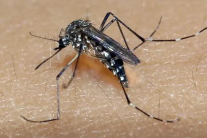 Casos de Dengue em Alta: São Paulo Recomenda Situação de Emergência para Combate