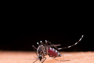 Dengue: São Paulo concentra quase 60% dos casos no país em 2025