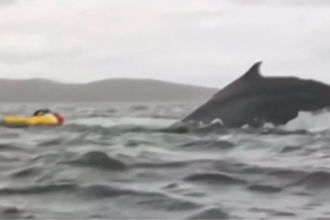 Jovem Engolido por Baleia: Relato Incrível do Sobrevivente