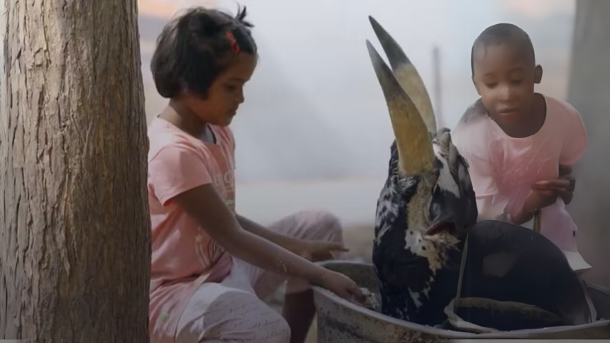 Meninas criam touros perigosos como animais de estimação na Índia: um costume arriscado e fascinante Meninas criam touros perigosos como animais de estimação na Índia: um costume arriscado e fascinante