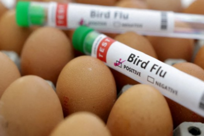Preço do ovo dispara nos EUA e vira alvo de ladrões Preço do ovo dispara nos EUA e vira alvo de ladrões
