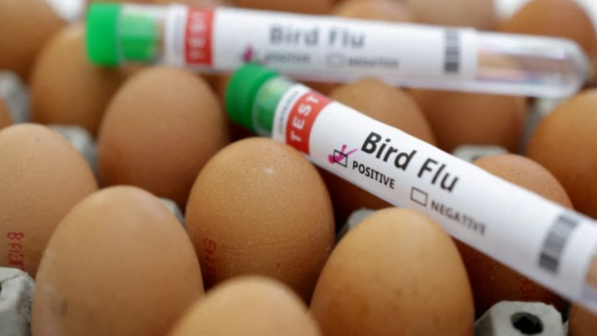 Preço do ovo dispara nos EUA e vira alvo de ladrões Preço do ovo dispara nos EUA e vira alvo de ladrões