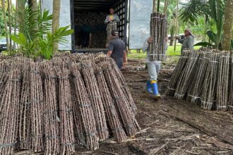 “Vassoura de Bruxa” ameaça lavouras de mandioca de seis municípios no Amapá “Vassoura de Bruxa” ameaça lavouras de mandioca de seis municípios no Amapá