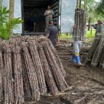 “Vassoura de Bruxa” ameaça lavouras de mandioca no Amapá; alerta é do Mapa