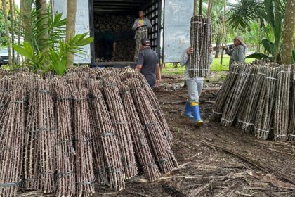 “Vassoura de Bruxa” ameaça lavouras de mandioca no Amapá; alerta é do Mapa