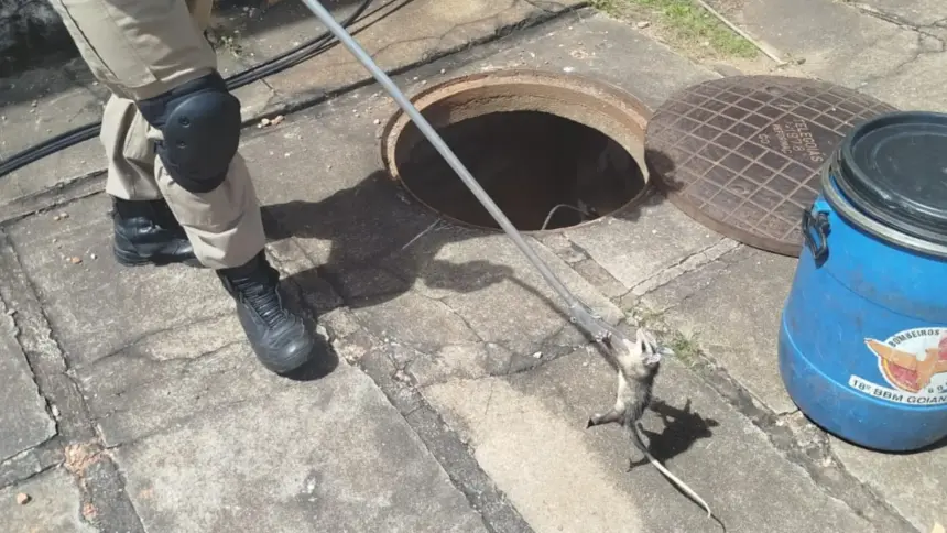 Bombeiros são acionados para resgatar ninhada de gambá em caixa subterrânea no centro de Goianésia
