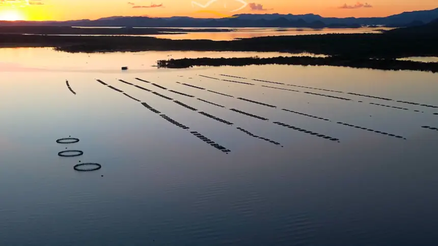 Goianésia inserida no radar dos maiores produtores de Tilápia do Brasil Goianésia inserida no radar dos maiores produtores de Tilápia do Brasil