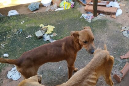 Polícia prende homem em flagrante por maus-tratos a cachorros e papagaio em Goiânia