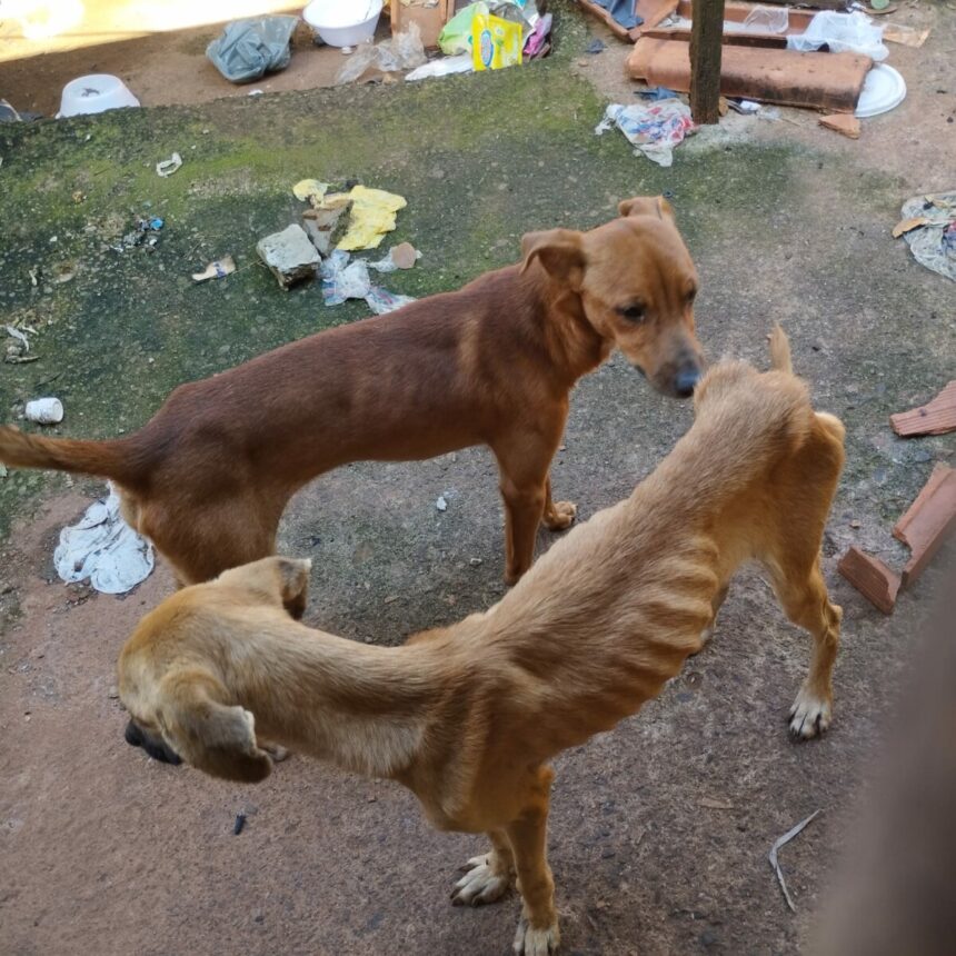 Polícia prende homem em flagrante por maus-tratos a cachorros e papagaio em Goiânia Polícia prende homem em flagrante por maus-tratos a cachorros e papagaio em Goiânia