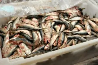 Decisão de zerar alíquota de importação da sardinha em conserva ameaça indústria pesqueira, diz presidente da FPA
