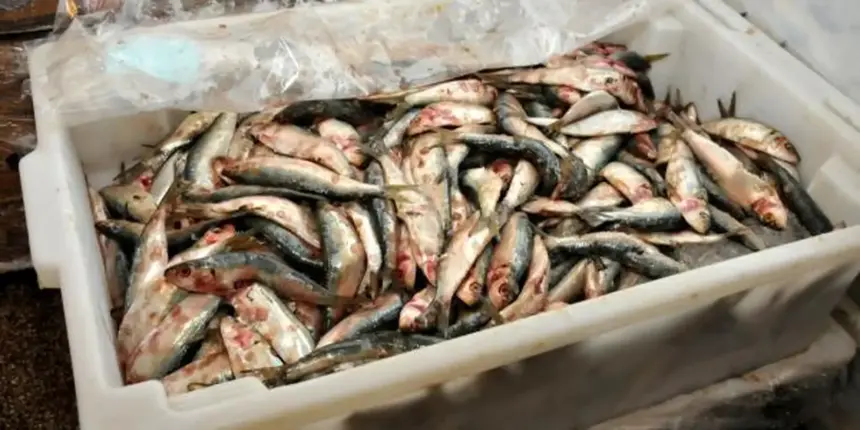 Decisão de zerar alíquota de importação da sardinha em conserva ameaça indústria pesqueira, diz presidente da FPA Decisão de zerar alíquota de importação da sardinha em conserva ameaça indústria pesqueira, diz presidente da FPA