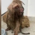 Cachorro é resgatado e tem quase 3kg de pelos sujos, duros e com moscas retirados do corpo
