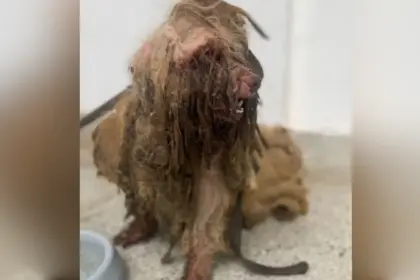 Cachorro é resgatado e tem quase 3kg de pelos sujos, duros e com moscas retirados do corpo Cachorro é resgatado e tem quase 3kg de pelos sujos, duros e com moscas retirados do corpo