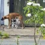 Catalão: Homem é preso por maus-tratos a animais Catalão: Homem é preso por maus-tratos a animais