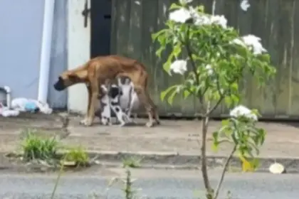 Catalão: Homem é preso por maus-tratos a animais