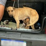 Polícia Civil resgata cadela com 10 filhotes de situação de maus-tratos
