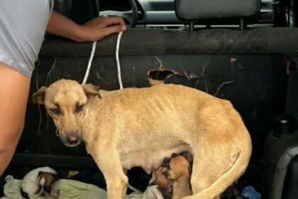 Polícia Civil resgata cadela com 10 filhotes de situação de maus-tratos