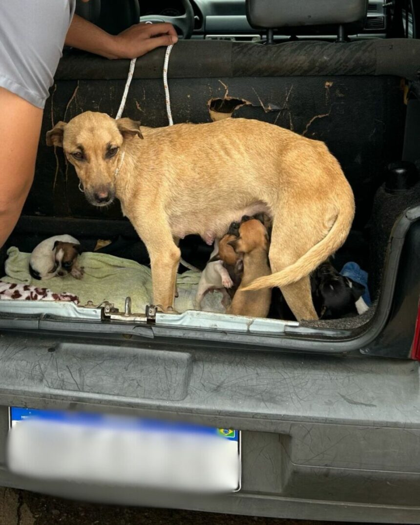 Polícia Civil resgata cadela com 10 filhotes de situação de maus-tratos Polícia Civil resgata cadela com 10 filhotes de situação de maus-tratos