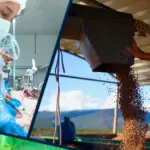 Peixe Bom Pescados: Crescimento, inovação e gestão humanizada