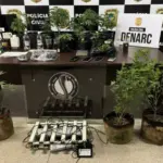 Polícia fecha laboratório de maconha usado na produção de óleo e shampoo
