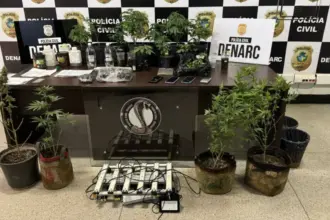 Polícia fecha laboratório de maconha usado na produção de óleo e shampoo Polícia fecha laboratório de maconha usado na produção de óleo e shampoo