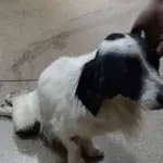 Polícia prende mulher por maus-tratos a cão que foi atropelado e não obteve o tratamento necessário