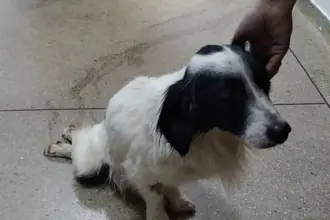 Polícia prende mulher por maus-tratos a cão que foi atropelado e não obteve o tratamento necessário Polícia prende mulher por maus-tratos a cão que foi atropelado e não obteve o tratamento necessário